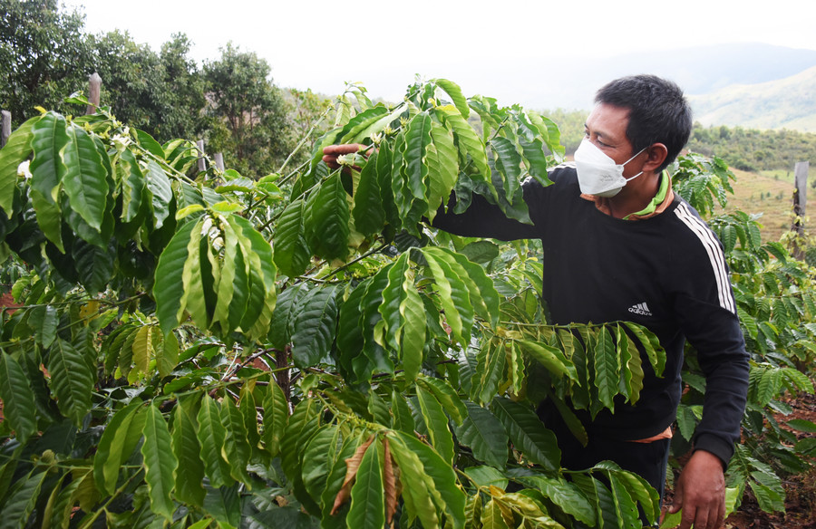 Chỉ sau gần 2 năm được tiếp cận với những kiến thức nông nghiệp tiến bộ, thu nhập của gia đình ông Srong-làng Pờ Yầu đã thay đổi rõ rệt, vươn lên thoát nghèo. Ảnh: Minh Nguyễn