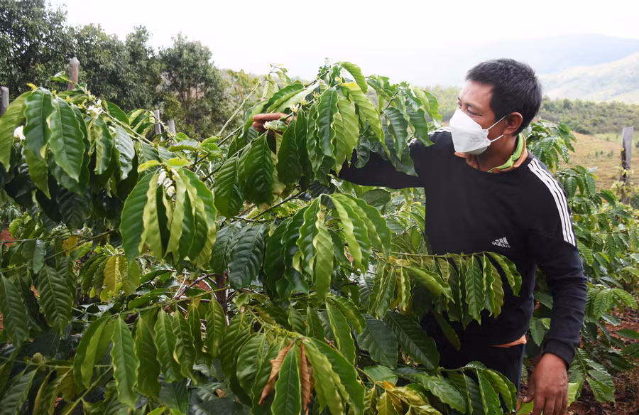 Chỉ sau gần 2 năm được tiếp cận với những kiến thức nông nghiệp tiến bộ, thu nhập của gia đình ông Srong-làng Pờ Yầu đã thay đổi rõ rệt, vươn lên thoát nghèo. Ảnh: Minh Nguyễn