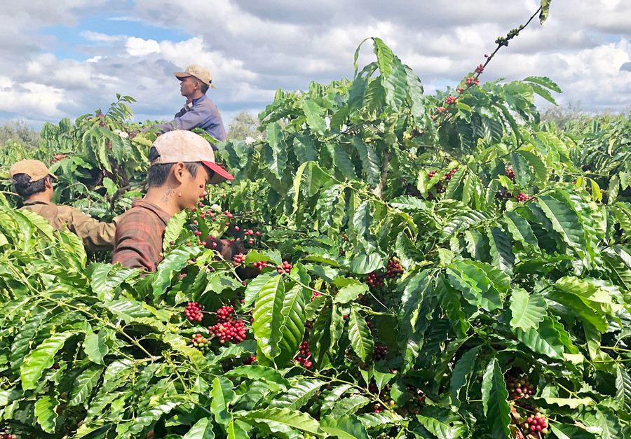 Người dân huyện Đak Đoa thu hoạch cà phê. Ảnh: Lê Nam  Người dân trên địa bàn huyện Đak Đoa thu hoạch cà phê. Ảnh: Lê Nam