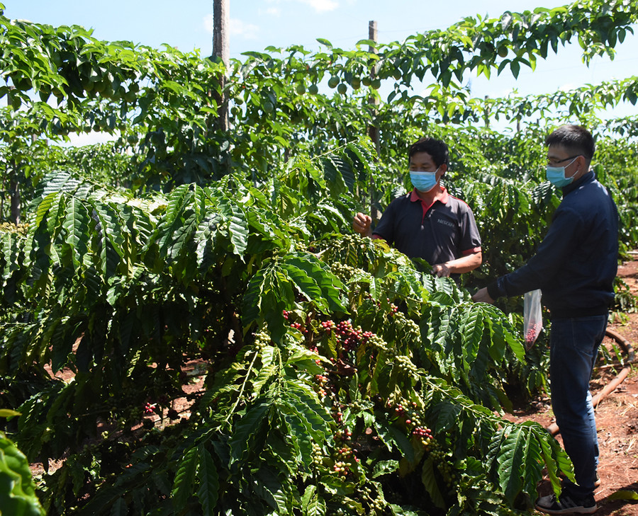 HTX Sản xuất kinh doanh và Dịch vụ nông nghiệp Tâm Thành (xã Ia Hrung, huyện Ia Grai) liên kết với doanh nghiệp tiêu thụ mỗi năm từ 700 đến 800 tấn cà phê nhân xô cho các xã viên. Ảnh: Minh Nguyễn HTX sản xuất kinh doanh và dịch vụ nông nghiệp Tâm Thành (xã Ia Hrung, huyện Ia Grai) liên kết với doanh nghiệp tiêu thụ mỗi năm từ 700 đến 800 tấn cà phê nhân xô cho các xã viên. Ảnh: Minh Nguyễn