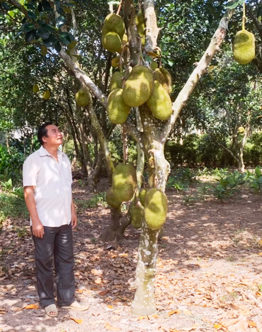 Vườn mít của ông Ngô Văn Tiến mỗi năm thu hơn 300 triệu đồng. Ảnh: Nhật Hào