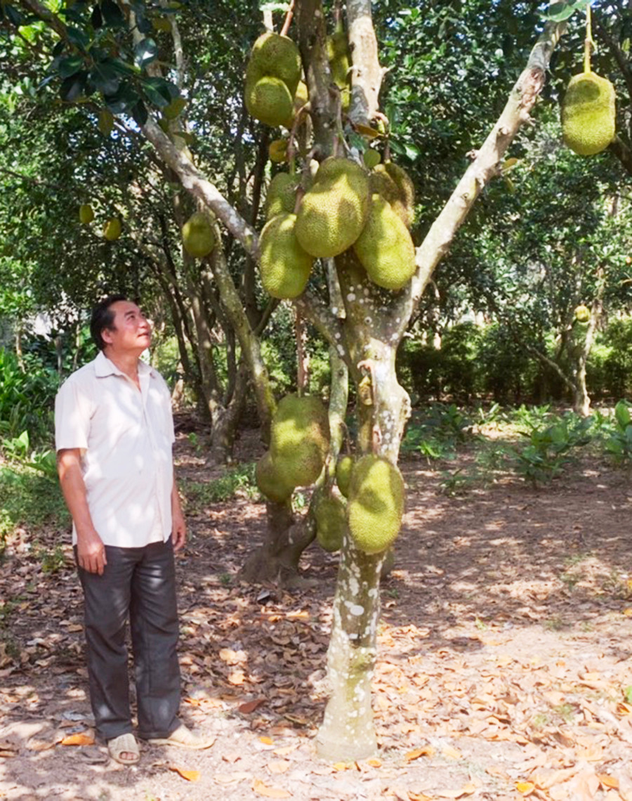 Vườn mít của ông Ngô Văn Tiến mỗi năm thu hơn 300 triệu đồng. Ảnh: Nhật Hào