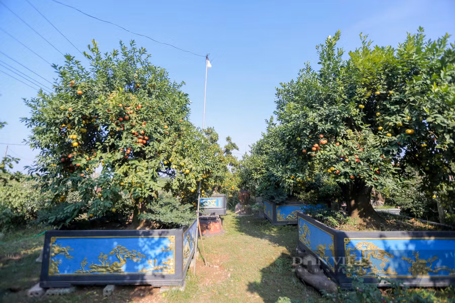  Với niềm đam mê về cây cảnh bonsai cỡ lớn, sau nhiều năm nghiên cứu và thử nghiệm, anh Nguyễn Văn Hưng (Văn Giang, Hà Nội) đến nay đã sở hữu cho mình một vườn cây cảnh với nhiều loại cây độc lạ, trong đó có hàng chục cây chanh với giá trị rất cao.