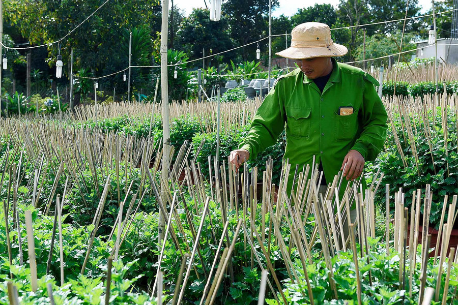 Hộ trồng hoa ở phường Thắng Lợi (TP. Pleiku) chăm sóc cúc để bán vào dịp Tết. Ảnh: Đức Thụy
