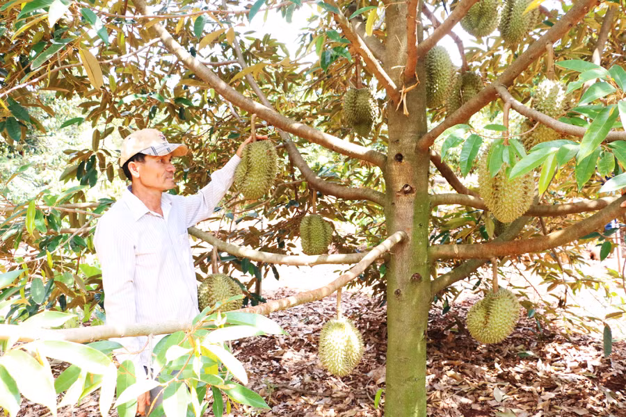 Diện tích sầu riêng của Hợp tác xã nông nghiệp hữu cơ Đại Ngàn chuẩn bị bước vào thu hoạch. Ảnh: Nguyễn Hồng