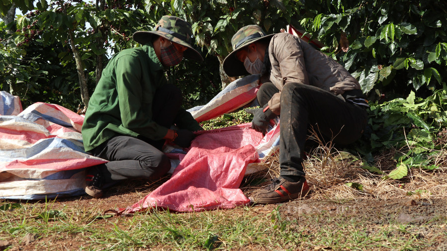 Do dịch Covid-19 diễn biến phức tạp, nhiều nhân công lao động tại các tỉnh khác không đến Lâm Đồng để hái cà phê thuê. Ảnh: Văn Long