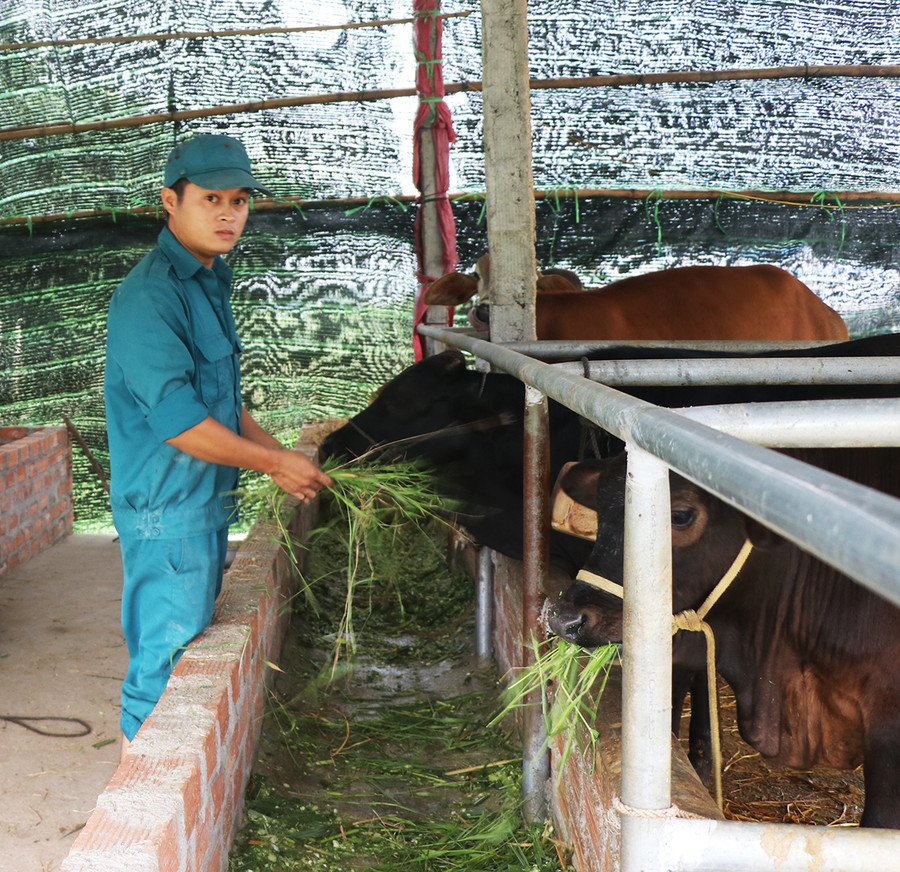 Mô hình chăn nuôi bò vỗ béo và gà thả vườn đã mang lại lợi nhuận cho gia đình anh Nguyễn Thành Đạt (thôn An Phú, xã Phú An) gần 200 triệu đồng/năm, cao gấp 5 lần so với trồng rau. Ảnh: Ngọc Minh Chăn nuôi bò vỗ béo và gà đã mang lại lợi nhuân cho gia đình anh Nguyễn Thành Đạt (thôn An Phú, xã Phú An) gần 200 triệu đồng/năm, cao gấp 5 lần so với trồng rau. Ảnh: Ngọc Minh