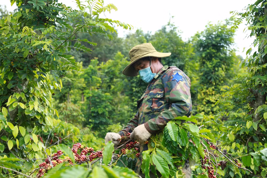 Không lo nạn trộm cắp cà phê, nông dân xã Ea Kpam, huyện Cư M'gar (Đắk Lắk) đợi cà phê chín đều mới thu hoạch nhằm nâng cao chất lượng sản phẩm. Ảnh: Duy Hậu