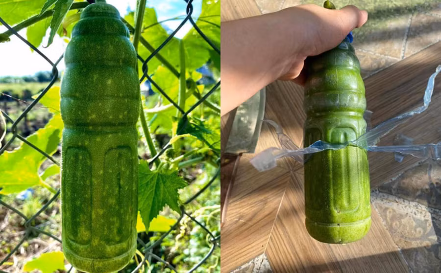 Mới đây, trên mạng xã hội chia sẻ bức ảnh về một quả bí đao có hình thù kỳ lạ.