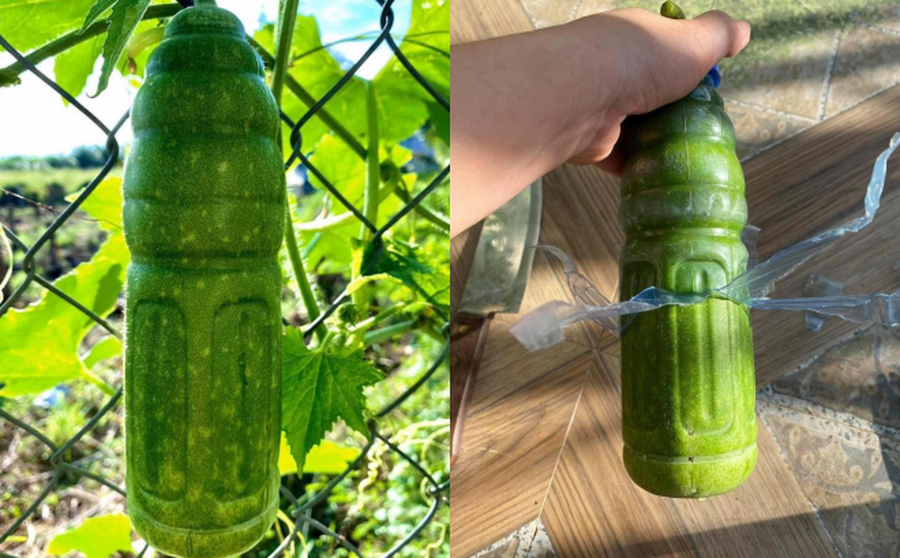 Mới đây, trên mạng xã hội chia sẻ bức ảnh về một quả bí đao có hình thù kỳ lạ.