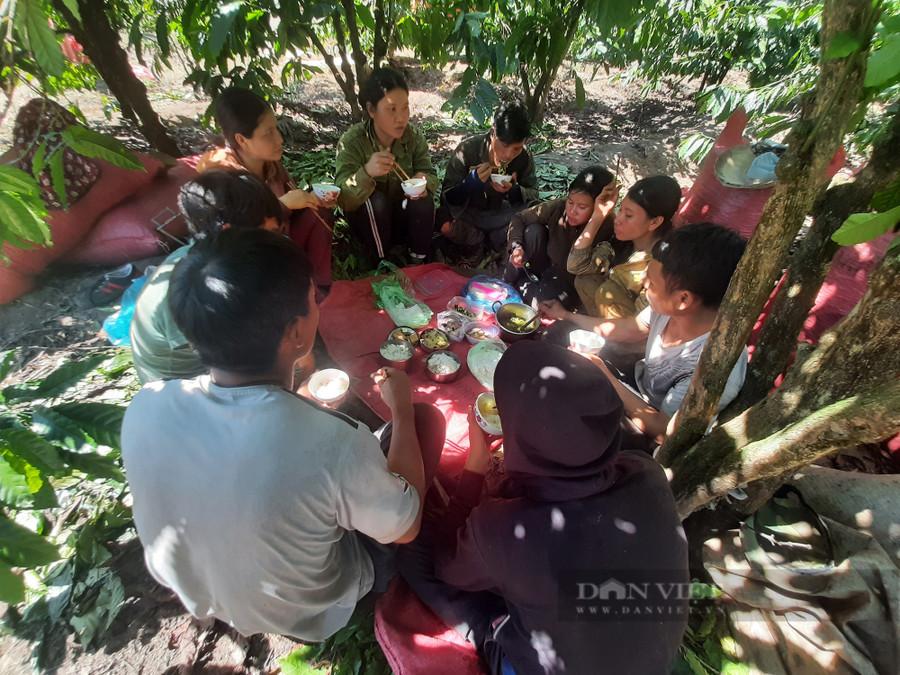 Bữa cơm trưa ngay tại vườn cà phê của những người lao động. Ảnh: Hoàng Lộc