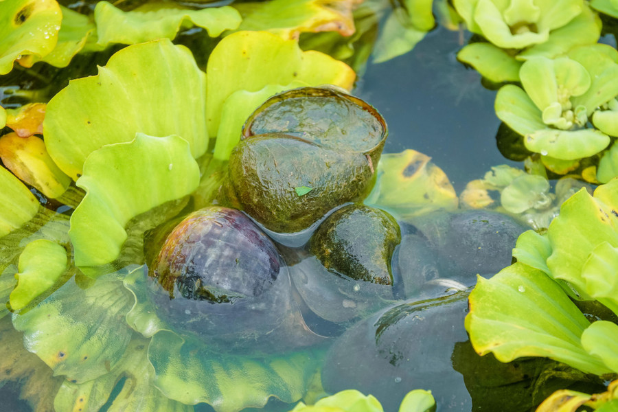 Ốc nuôi theo hướng hữu cơ từ 3 - 4 tháng có thể xuất bán. Ảnh: Duy Tân