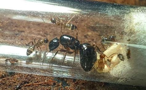 Tổ kiến Camponotus albosparsus. Ảnh: NVCC Tổ kiến Camponotus albosparsus. Ảnh: NVCC