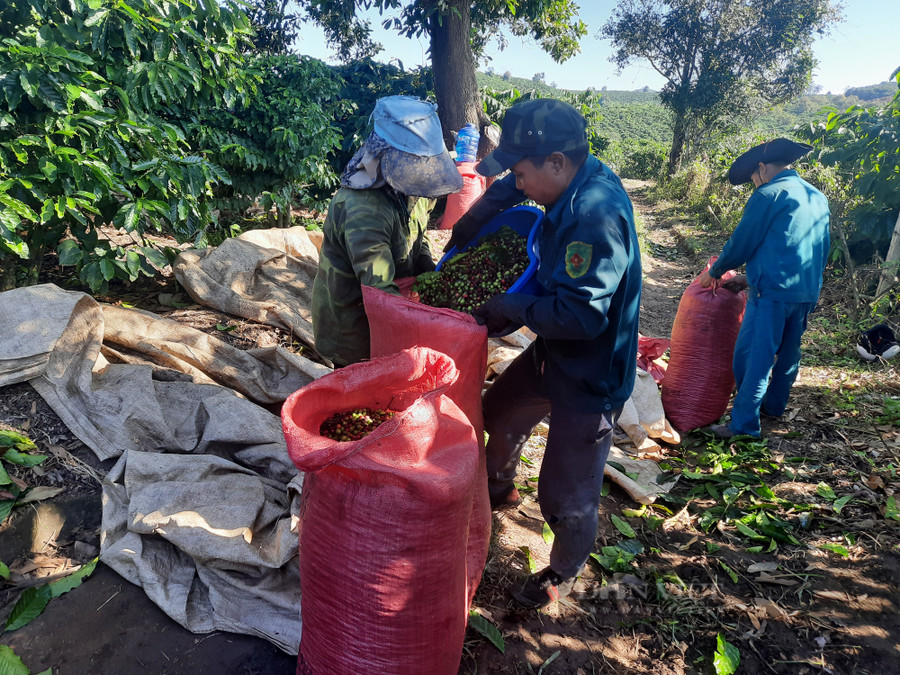Bắt đầu giữa tháng 11, lao động ở địa phương và các tỉnh thành khác lại ngược ngàn lên huyện Đăk Hà để thu hái cà phê. Ảnh: Hoàng Lộc