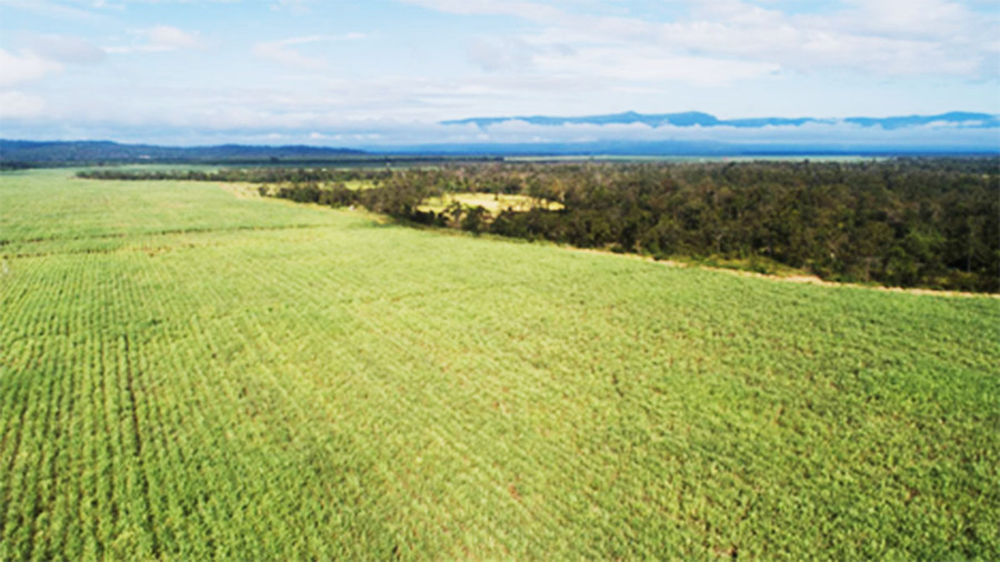 Những cánh đồng diện tích lớn sẽ giúp người nông dân có lợi thế về mặt chi phí canh tác