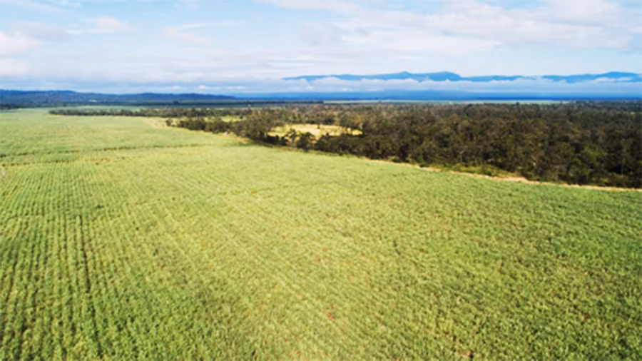 Những cánh đồng diện tích lớn sẽ giúp người nông dân có lợi thế về mặt chi phí canh tác