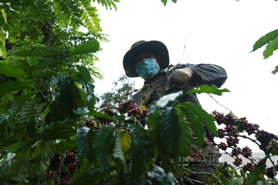 Để đảm bảo phòng chống dịch, hầu hết công nhân thu hái cà phê đều được hướng dẫn khai báo y tế và test nhanh kháng nguyên Covid-19 (trong ảnh: Một công nhân đang hái cà phê tại Đắk Lắk). Ảnh: Duy Hậu.