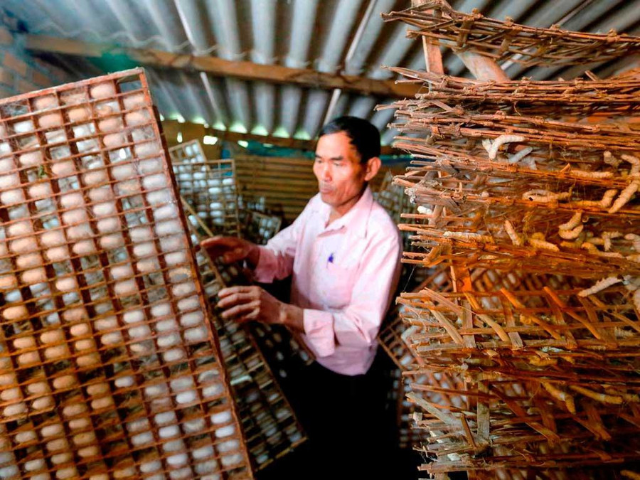 Ngành dâu tằm tơ Lâm Đồng gặp nhiều khó khăn do phụ thuộc nguồn trứng giống tằm từ Trung Quốc. Ảnh: Gia Bình