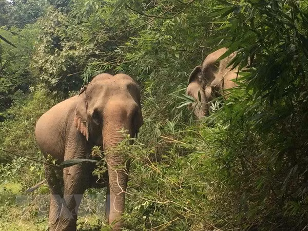 Voi nhà tìm kiếm thức ăn trong rừng. Ảnh: Phạm Cường/TTXVN