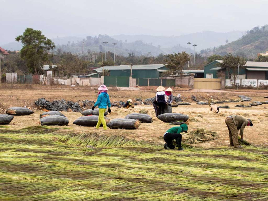 Vất vả nghề làm đót ở vùng biên Lao Bảo (H.Hướng Hóa, Quảng Trị). Ảnh: Bá Cường