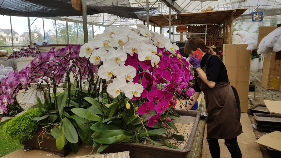 Lan hồ điệp Đà Lạt. Ảnh: Lâm Viên