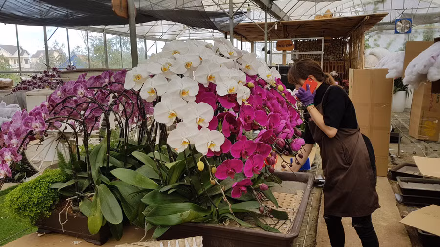 Lan hồ điệp Đà Lạt. Ảnh: Lâm Viên