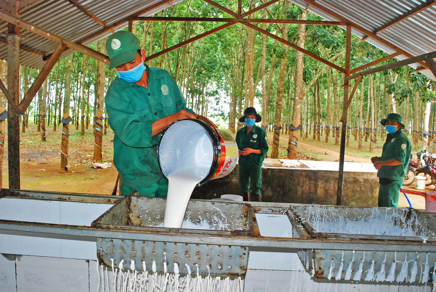 Công nhân của Công ty thu hoạch mủ. Ảnh: Vĩnh Hoàng