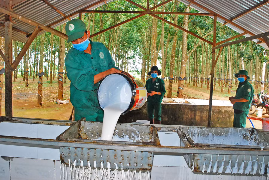 Công nhân của Công ty thu hoạch mủ. Ảnh: Vĩnh Hoàng