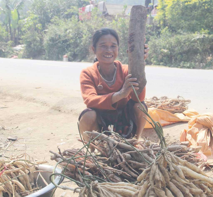 “Sâm núi” được người dân ở bản Vùng Kho (xã Đakrông, H.Đakrông, Quảng Trị) bày bán dọc quốc lộ 9. Ảnh: Thanh Lộc