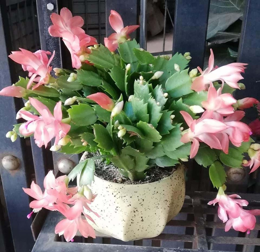 Lan càng cua. Ảnh: Ngọc Hòa