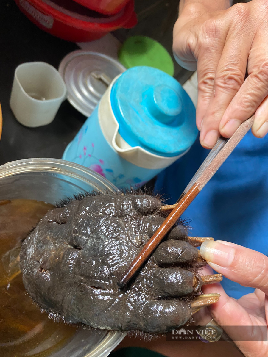 Cùng với trầm, kỳ là nhiều lâm thổ sản quý hiếm, bị cấm khai thác khác được các phu trầm mang từ nước ngoài về bán. Trong đó có da hổ, cao hổ, xương hổ; mật, tay và xương gấu được một số người rao bán ở thôn Trúc Ly, xã Võ Ninh, huyện Quảng Ninh, tỉnh Quảng Bình đưa về sử dụng hoặc bán. Ảnh chụp tháng 11/2021: Dân Việt