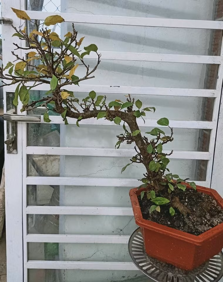 Anh Quân chuộng trồng những dòng sung mini