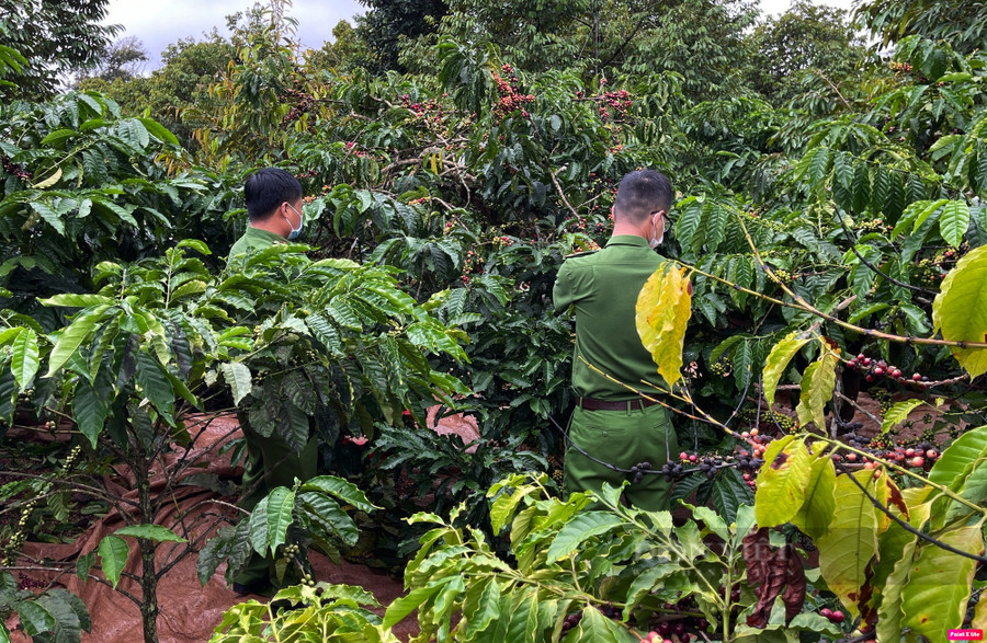 Công an tỉnh Đắk Nông chủ động nắm bắt tình hình để kịp thời ngăn ngừa nạn trộm cắp cà phê. Ảnh: Công an cung cấp.