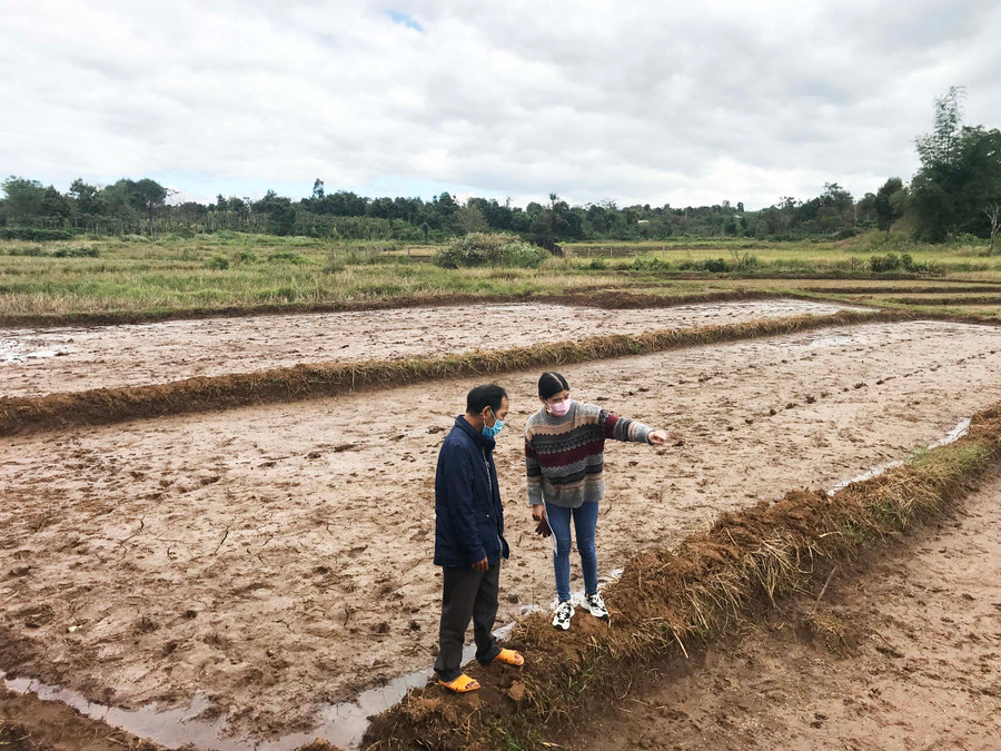 Ông Siu Djuăck-Trưởng thôn 5 cùng cán bộ Địa chính-Nông nghiệp xã Thăng Hưng kiểm tra ruộng lúa Đông Xuân mới gieo sạ. Ảnh: Nguyễn Hồng