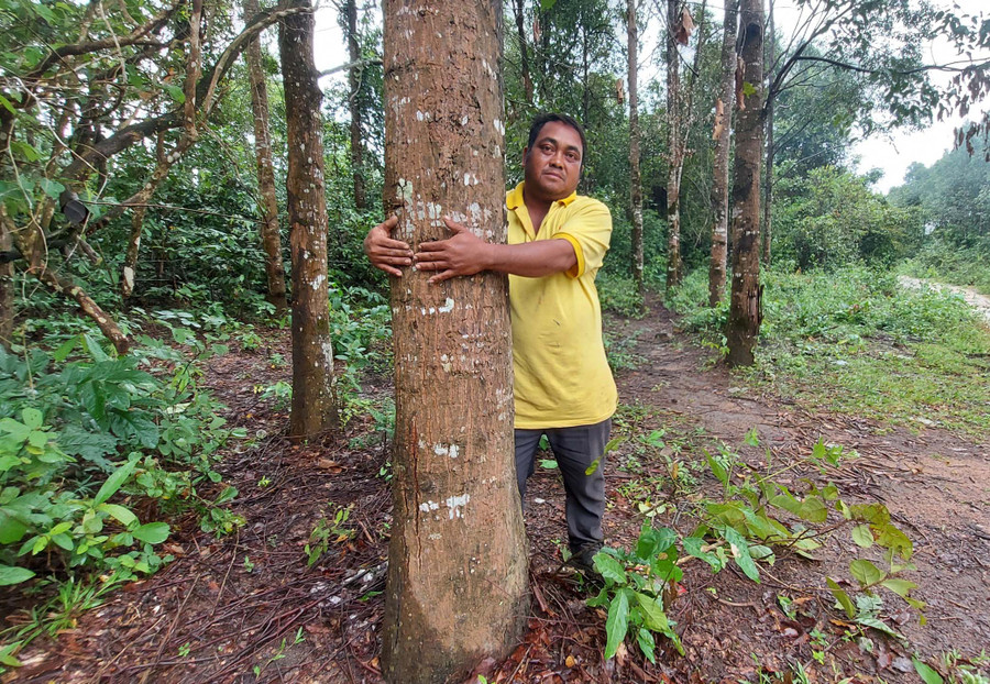 Anh Sil Nal bên gốc sao xanh có đường kính chừng 1 người ôm. Ảnh: Hoành Sơn