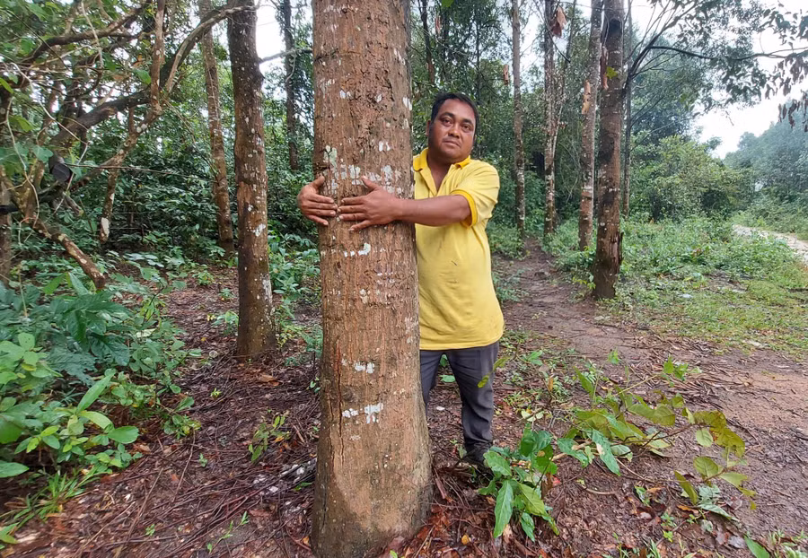 Anh Sil Nal bên gốc sao xanh có đường kính chừng 1 người ôm. Ảnh: Hoành Sơn