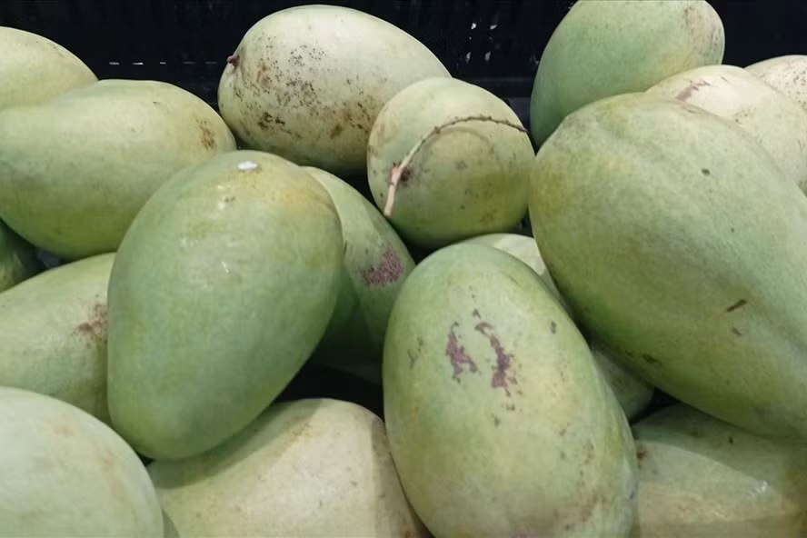 Quả xoài giúp giảm cân. Ảnh: Thanh Ngọc