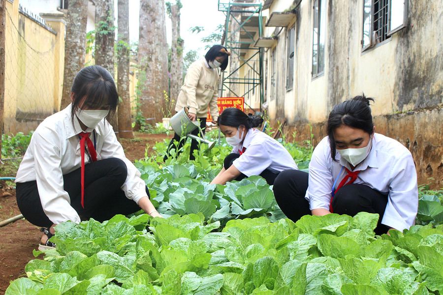 Học sinh Trường THCS Ia Nhin (xã Ia Nhin, huyện Chư Păh) chăm sóc “Vườn rau ươm mầm ước mơ”. Ảnh: Thủy Bình Học sinh Trường THCS Ia Nhin (xã Ia Nhin, huyện Chư Păh) chăm sóc “Vườn rau ươm mầm ước mơ”. Ảnh: Thủy Bình