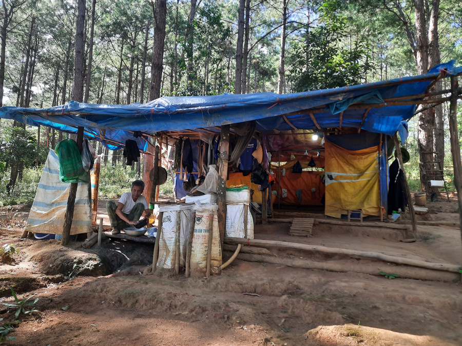 Túp lều tạm của ông Mai Hồng Phượng ở giữa rừng thông. Ảnh: Kỳ Phú