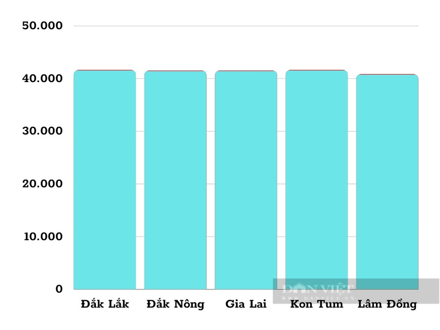 Giá cà phê hôm nay tại Tây Nguyên. Đồ họa: Duy Hậu.