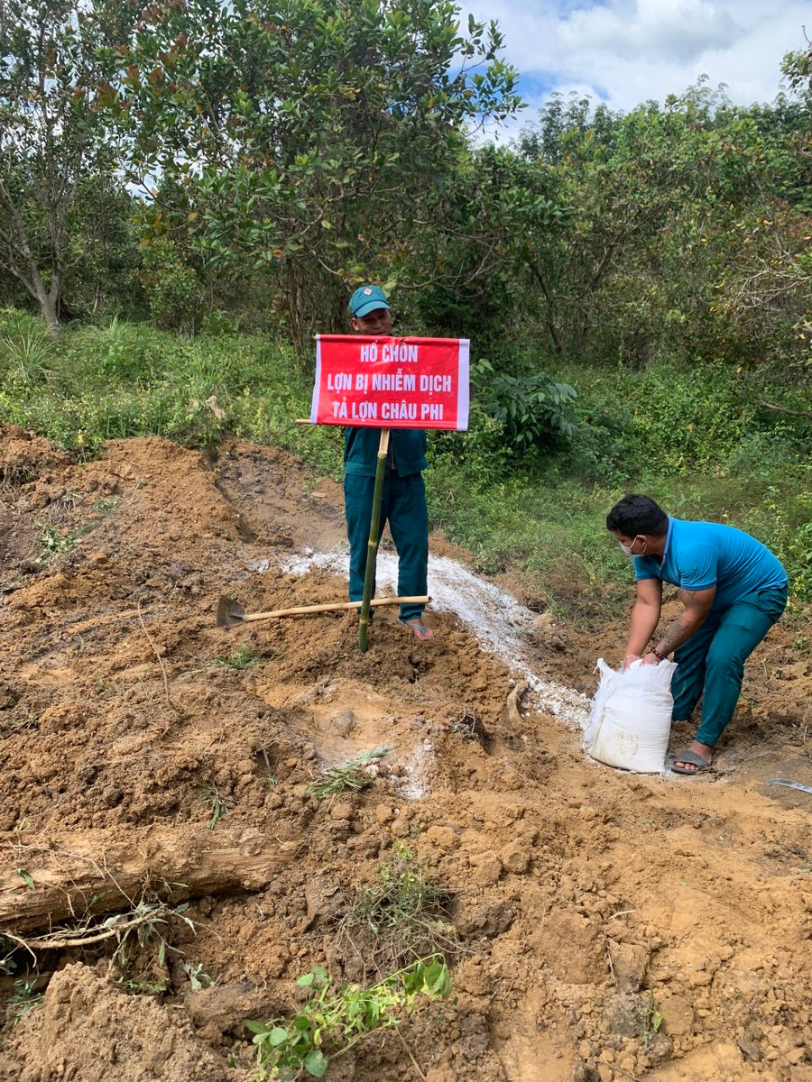 Chính quyền chức năng tiêu hủy số lợn chết do dịch tả lợn châu Phi. Ảnh: Ảnh: Chi cục Chăn nuôi và Thú y tỉnh Kon Tum