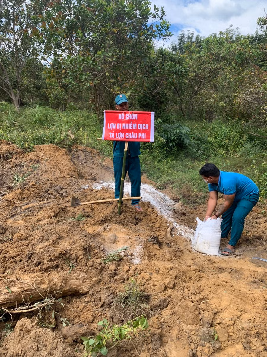 Chính quyền chức năng tiêu hủy số lợn chết do dịch tả lợn châu Phi. Ảnh: Ảnh: Chi cục Chăn nuôi và Thú y tỉnh Kon Tum