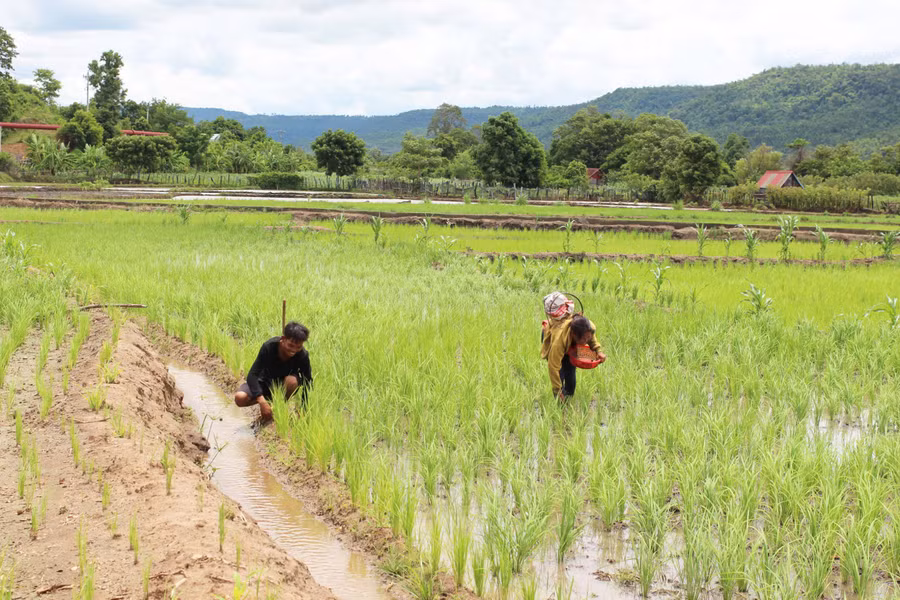 Nhờ nguồn nước từ công trình thủy lợi Plei Keo, người dân làng Keo (xã Ayun) không còn lo cảnh thiếu đói giáp hạt sau khi trồng lúa 2 vụ/năm. Ảnh: Thiên Di
