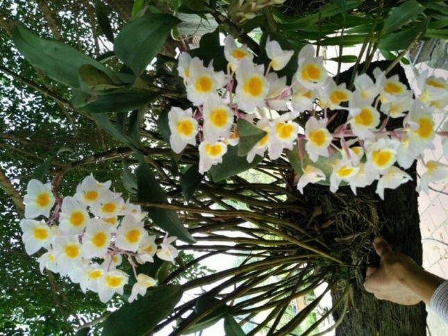 Chùm hoa Thủy Tiên Chùm hoa Thủy Tiên