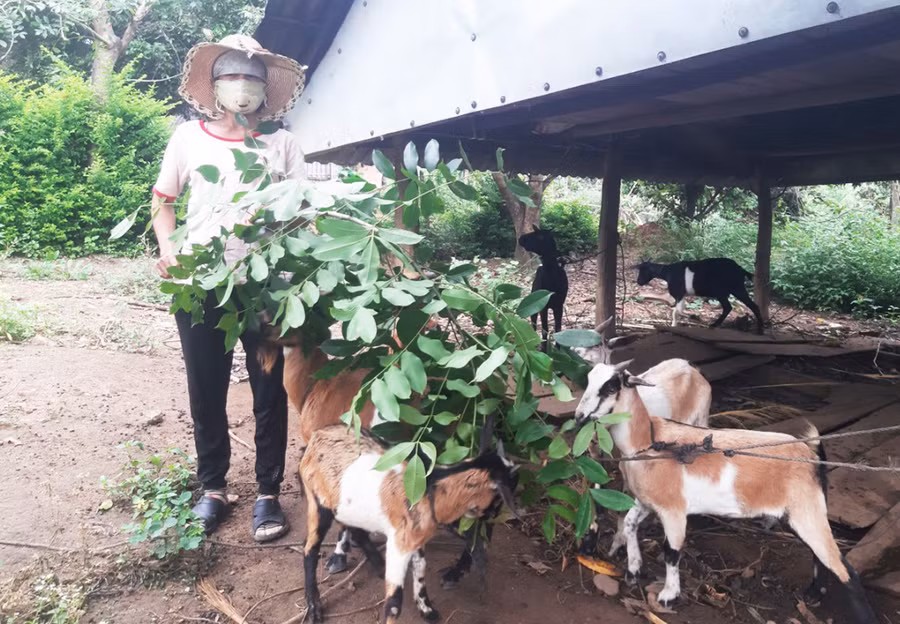 Gia đình chị Đinh Thị Nganh (làng Tăng, xã Lơ Ku) đã thoát nghèo nhờ nuôi dê. Ảnh: Minh Nguyễn