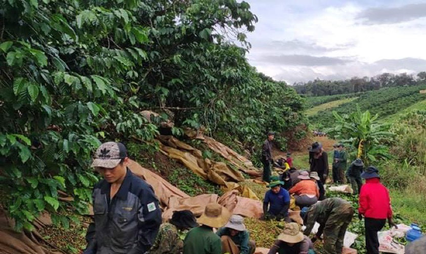 Các đoàn viên, thanh niên ở các xã của huyện Bảo Lâm (tỉnh Lâm Đồng) hái cà phê đổi công cho nhau, nhà nào chín trước sẽ được hái trước. Ảnh: Cộng tác viên. Các đoàn viên, thanh niên ở các xã của huyện Bảo Lâm (tỉnh Lâm Đồng) hái cà phê đổi công cho nhau, nhà nào chín trước sẽ được hái trước. Ảnh: Cộng tác viên.