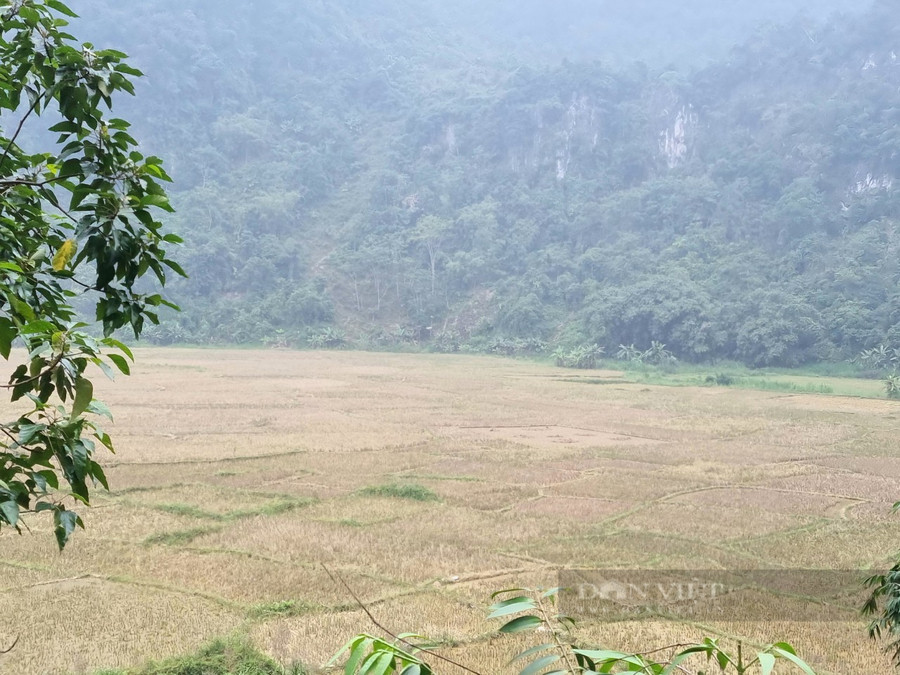 Từ trên cao nhìn xuống bản Kho Mường (xã Thành Sơn, huyện Bá Thước) với những ruộng bậc thang thật đẹp mắt. Ảnh: P V