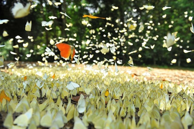 Tháng 5 là thời điểm đẹp nhất tại rừng Cúc Phương với hàng triệu con bướm khoe sắc ngợp trời. Ảnh: Minh Đức/TTXVN