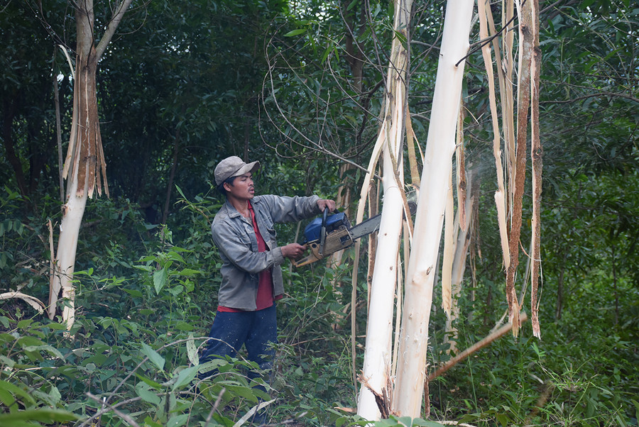 Xã Đak Song có đến 80% số hộ dân tham gia trồng rừng để cải thiện sinh kế, xóa đói giảm nghèo. Ảnh: Minh Nguyễn Xã Đak Song có đến 80% số hộ dân tham gia trồng rừng để cải thiện sinh kế, xóa đói giảm nghèo. Ảnh: Minh Nguyễn