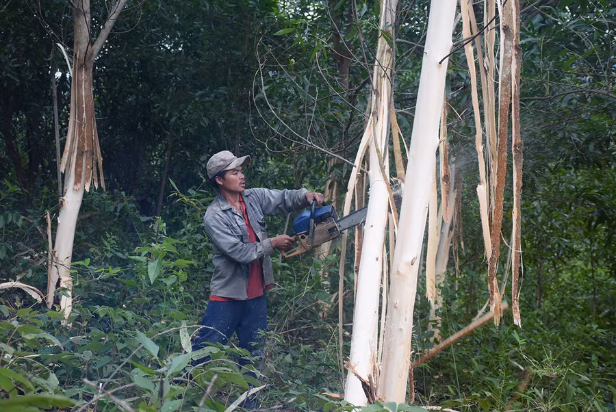 Xã Đak Song có đến 80% số hộ dân tham gia trồng rừng để cải thiện sinh kế, xóa đói giảm nghèo. Ảnh: Minh Nguyễn